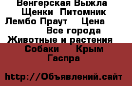 Венгерская Выжла. Щенки. Питомник Лембо Праут. › Цена ­ 35 000 - Все города Животные и растения » Собаки   . Крым,Гаспра